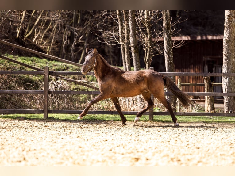 PRE Hengst 2 Jaar 165 cm Zwart in Hümmel