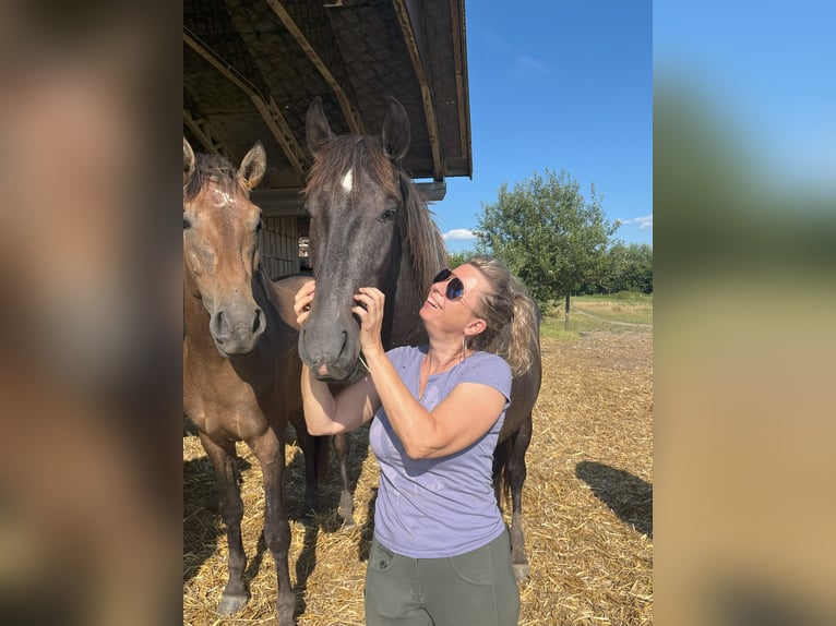 PRE Mix Hengst 2 Jaar 165 cm Zwartschimmel in Bibertal