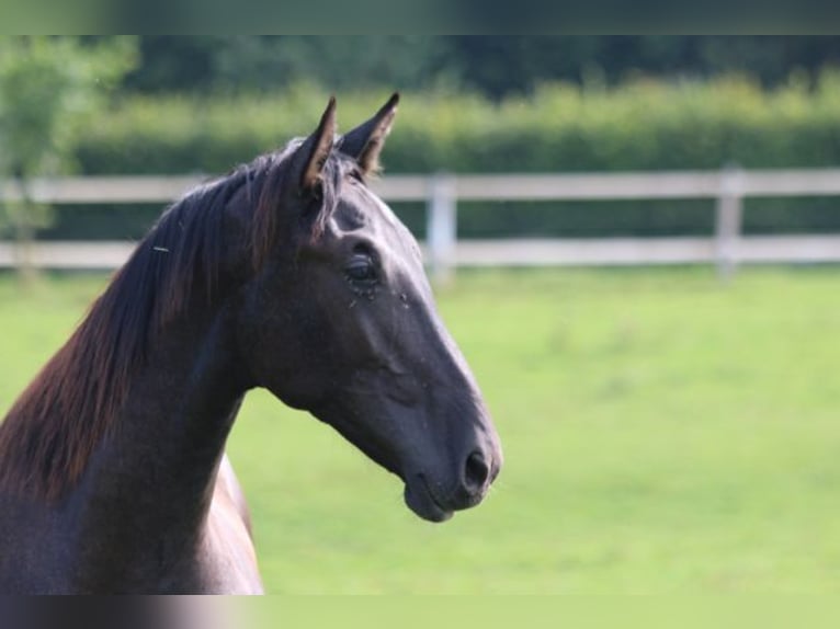 PRE Hengst 2 Jaar 165 cm Zwartschimmel in Bibertal