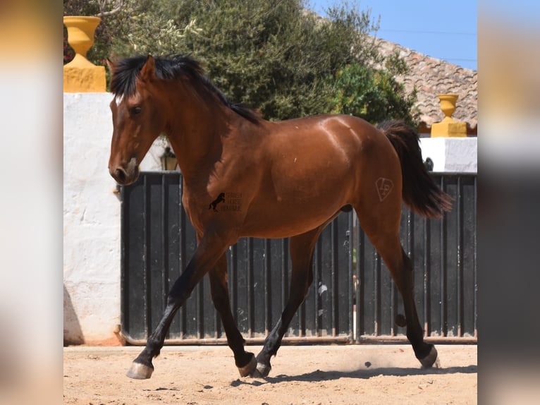 PRE Hengst 2 Jaar 166 cm Bruin in Menorca