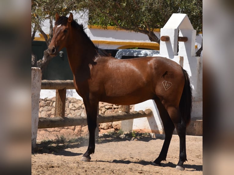 PRE Hengst 2 Jaar 166 cm Bruin in Menorca