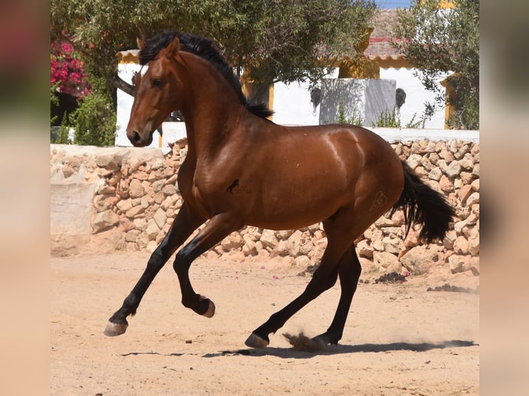 PRE Hengst 2 Jaar 166 cm Bruin in Menorca