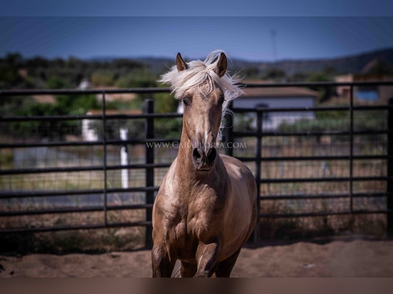 PRE Hengst 2 Jaar 166 cm Palomino in Rafelguaraf