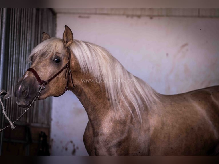 PRE Hengst 2 Jaar 166 cm Palomino in Rafelguaraf