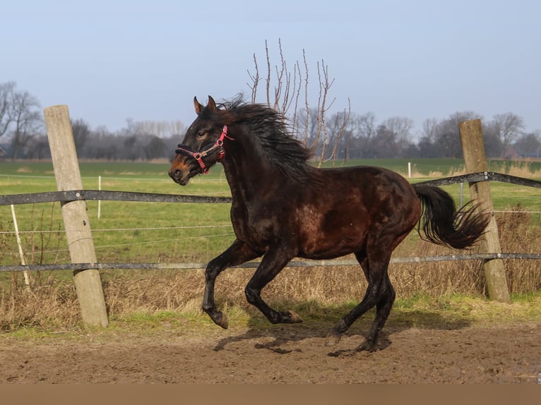 PRE Mix Hengst 2 Jaar 167 cm Donkerbruin in Wremen