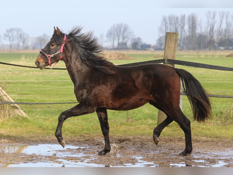 PRE Mix Hengst 2 Jaar 167 cm Donkerbruin in Wremen