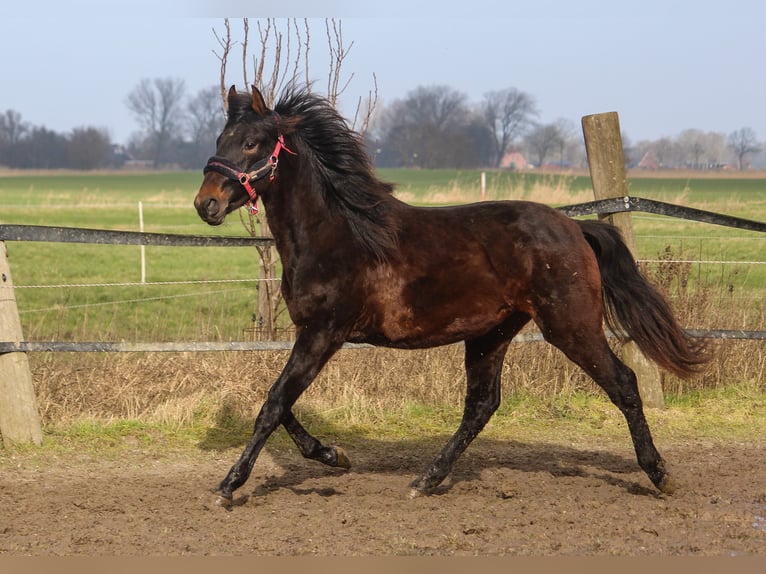 PRE Mix Hengst 2 Jaar 167 cm Donkerbruin in Wremen