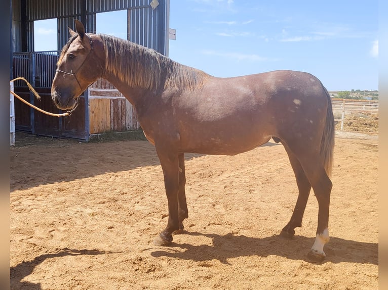 PRE Hengst 2 Jaar 167 cm Schimmel in Trebujena