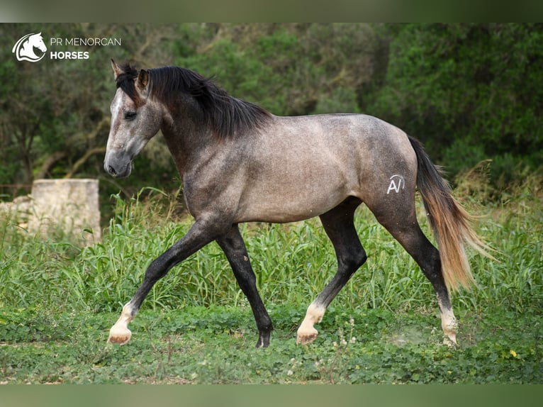 PRE Hengst 2 Jaar 167 cm Schimmel in Menorca