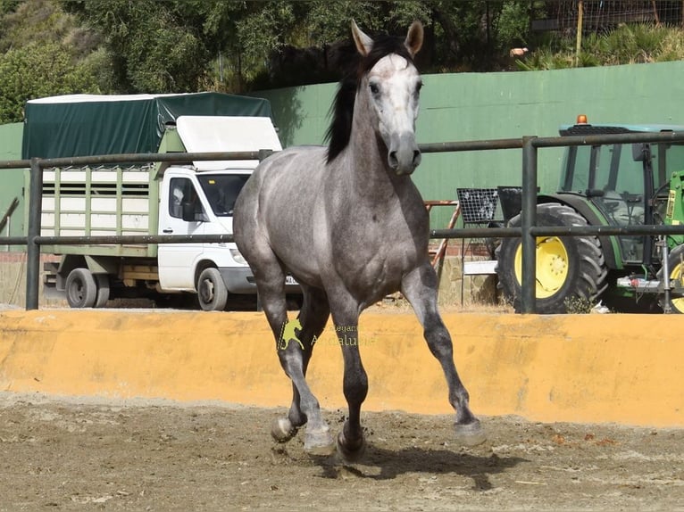 PRE Hengst 2 Jaar 167 cm Schimmel in Provinz Malaga