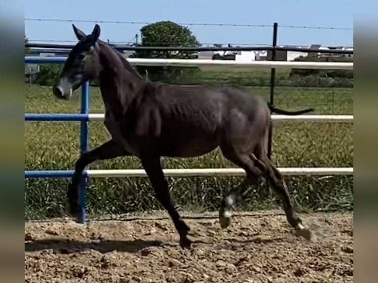 PRE Hengst 2 Jaar 167 cm Schimmel in Fuentes De Andalucia