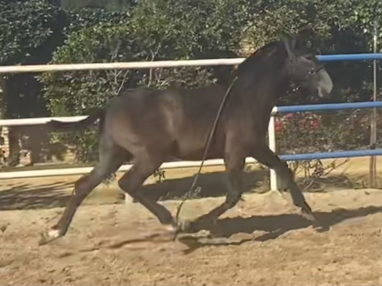 PRE Hengst 2 Jaar 167 cm Schimmel in Fuentes De Andalucia