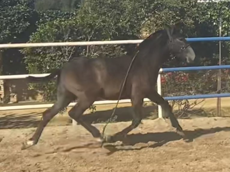 PRE Hengst 2 Jaar 167 cm Schimmel in Fuentes De Andalucia