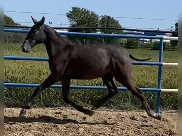 PRE Hengst 2 Jaar 167 cm Schimmel in Fuentes De Andalucia