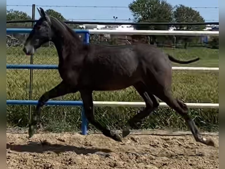 PRE Hengst 2 Jaar 167 cm Schimmel in Fuentes De Andalucia