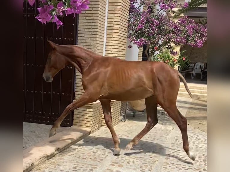 PRE Hengst 2 Jaar 167 cm Vos in Fuentes De Andalucia