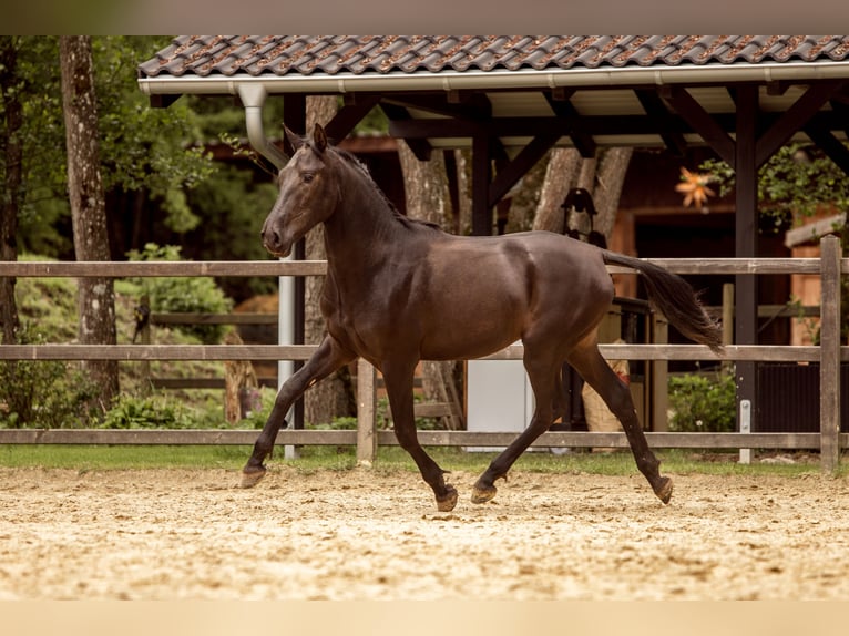 PRE Mix Hengst 2 Jaar 167 cm Zwart in Hümmel
