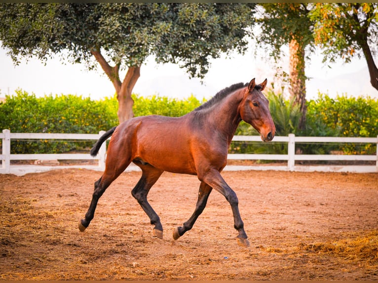 PRE Mix Hengst 2 Jaar 168 cm Bruin in Valencia