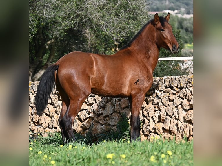 PRE Mix Hengst 2 Jaar 168 cm Bruin in Menorca