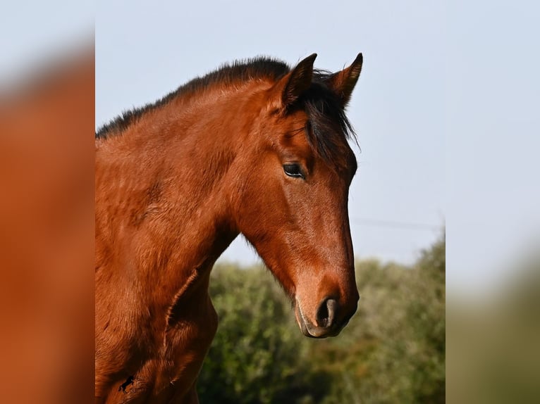 PRE Mix Hengst 2 Jaar 168 cm Bruin in Menorca