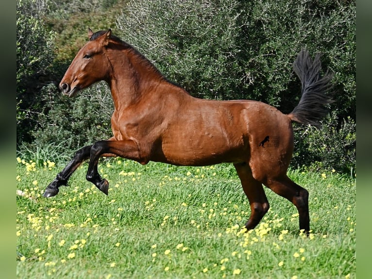 PRE Mix Hengst 2 Jaar 168 cm Bruin in Menorca