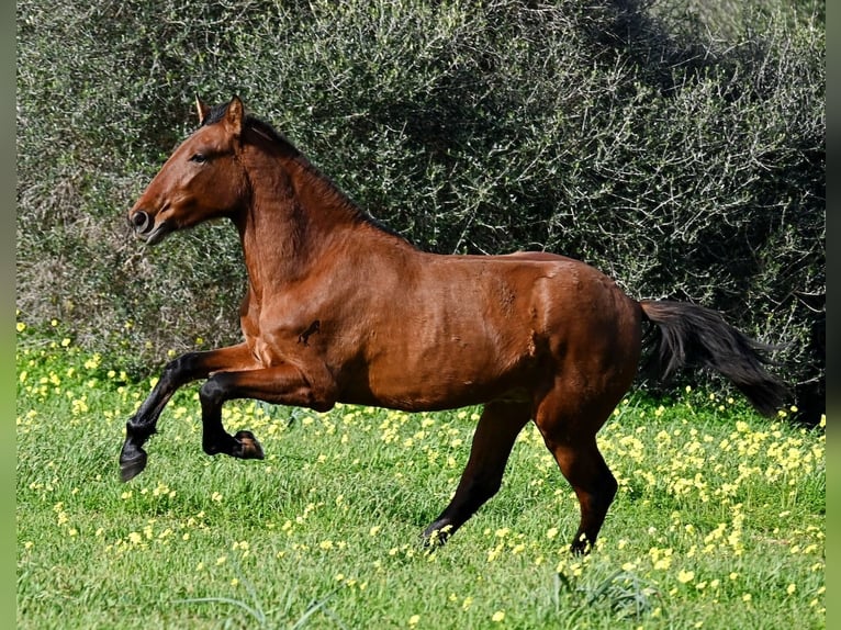 PRE Mix Hengst 2 Jaar 168 cm Bruin in Menorca