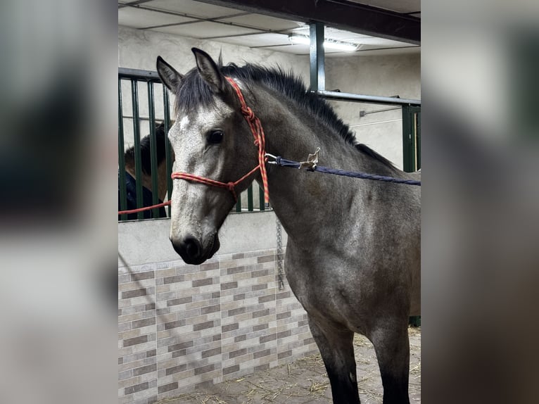 PRE Hengst 2 Jaar 169 cm Falbe in Arevalo