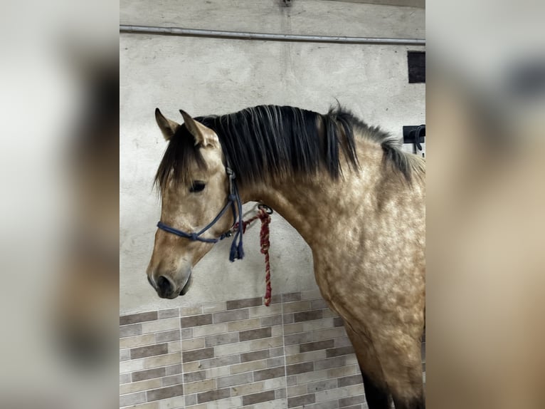 PRE Hengst 2 Jaar 169 cm Falbe in Arevalo