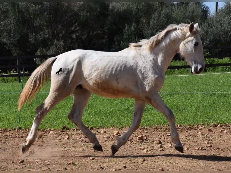 PRE Hengst 2 Jaar 169 cm Schimmel in Mallorca