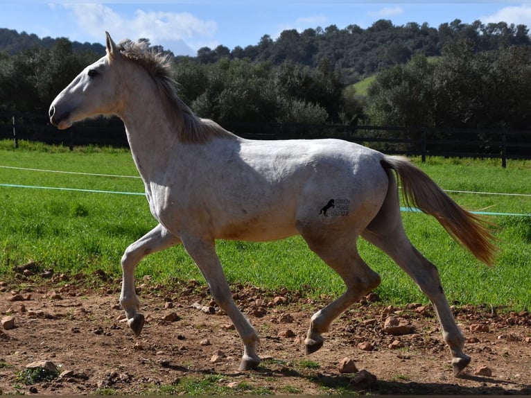 PRE Hengst 2 Jaar 169 cm Schimmel in Mallorca