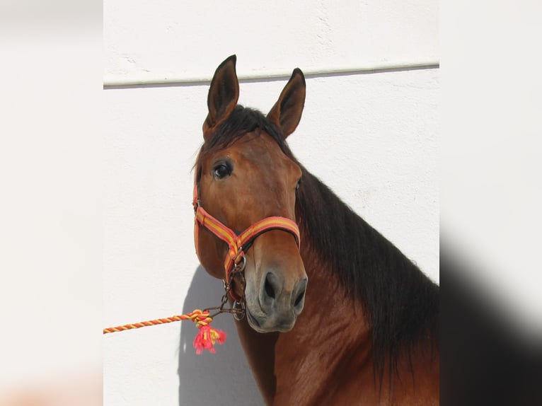 PRE Mix Hengst 2 Jaar 170 cm Bruin in Vejer de la Frontera
