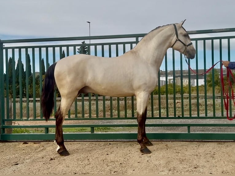 PRE Mix Hengst 2 Jaar 170 cm Buckskin in Santa Perpetua de Mogoda