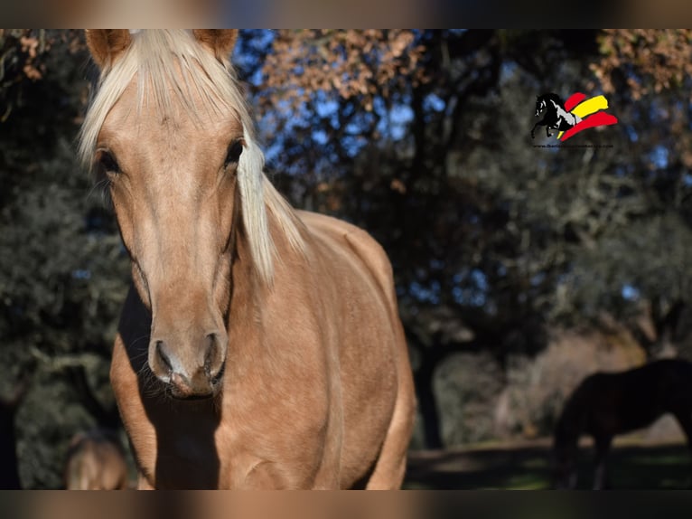 PRE Hengst 2 Jaar 170 cm Palomino in El Real de la Jara, Sevilla