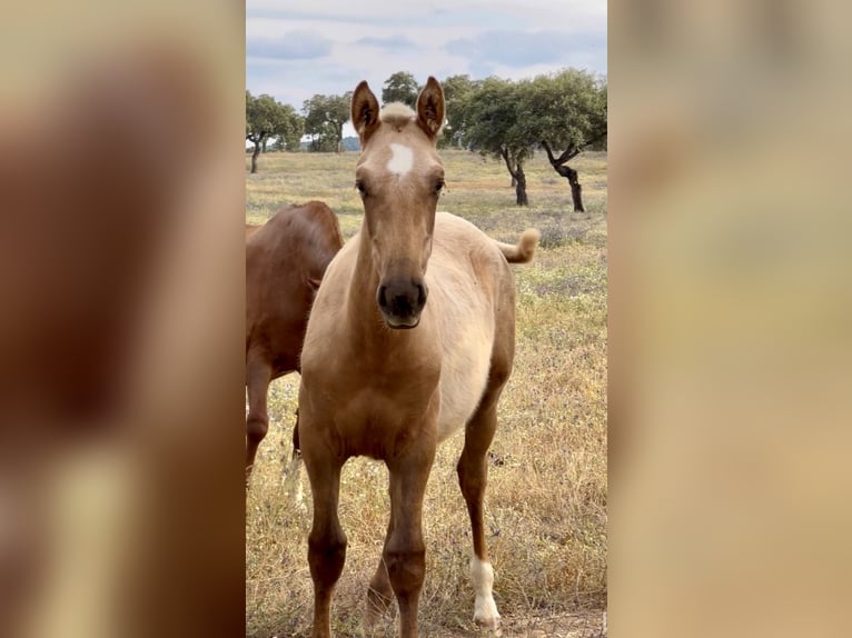 PRE Mix Hengst 2 Jaar 170 cm Palomino in El Catllar