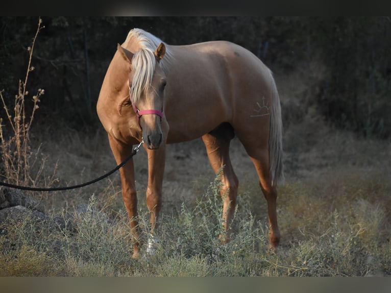 PRE Hengst 2 Jaar 170 cm Palomino in El Real de la Jara, Sevilla