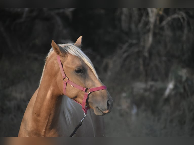 PRE Hengst 2 Jaar 170 cm Palomino in El Real de la Jara, Sevilla