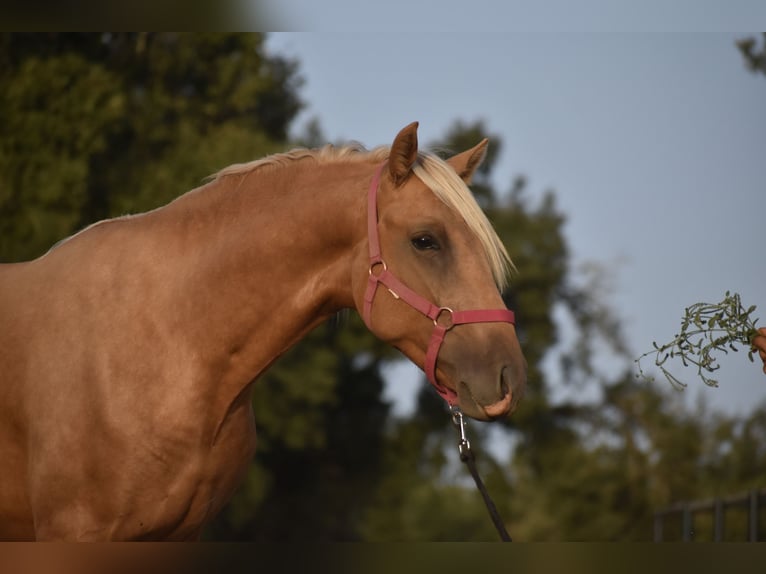 PRE Hengst 2 Jaar 170 cm Palomino in El Real de la Jara, Sevilla