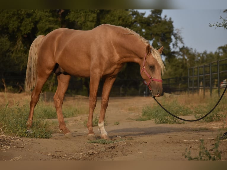 PRE Hengst 2 Jaar 170 cm Palomino in El Real de la Jara, Sevilla