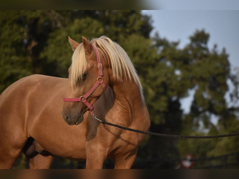 PRE Hengst 2 Jaar 170 cm Palomino in El Real de la Jara, Sevilla