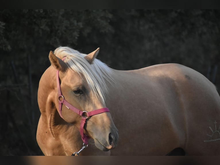 PRE Hengst 2 Jaar 170 cm Palomino in El Real de la Jara, Sevilla