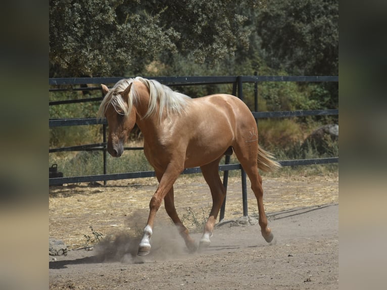 PRE Hengst 2 Jaar 170 cm Palomino in El Real de la Jara, Sevilla