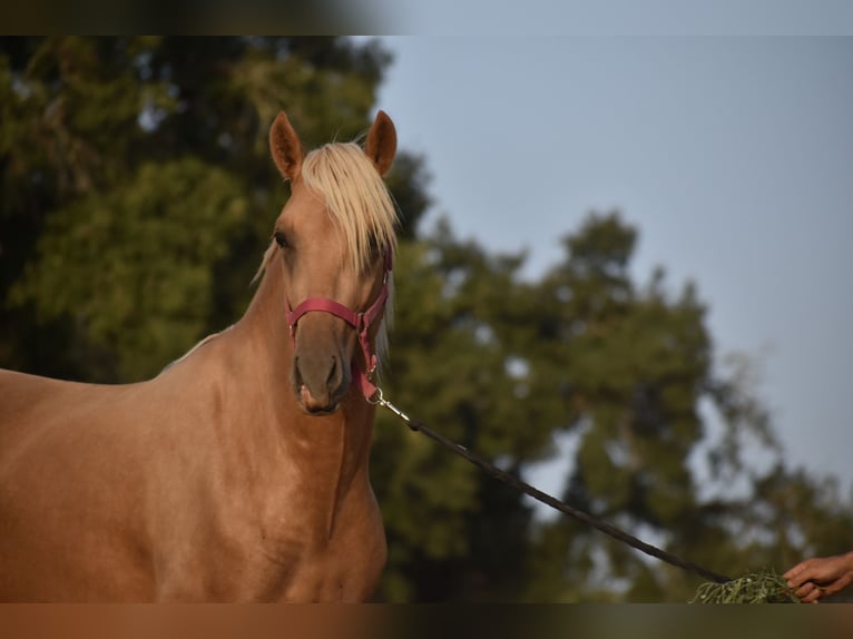 PRE Hengst 2 Jaar 170 cm Palomino in El Real de la Jara, Sevilla