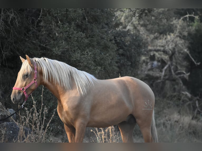 PRE Hengst 2 Jaar 170 cm Palomino in El Real de la Jara, Sevilla