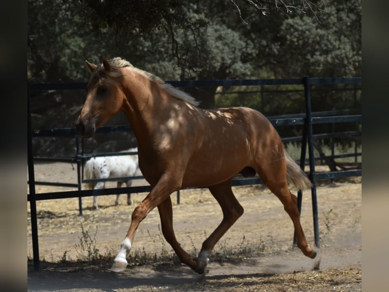 PRE Hengst 2 Jaar 170 cm Palomino in El Real de la Jara, Sevilla