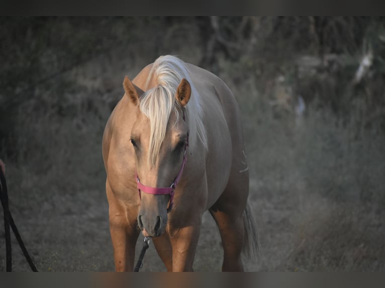 PRE Hengst 2 Jaar 170 cm Palomino in El Real de la Jara, Sevilla