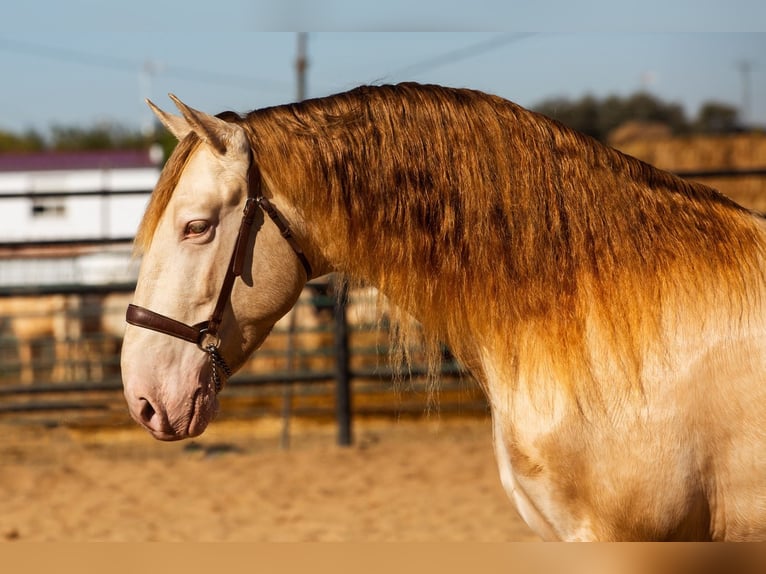 PRE Mix Hengst 2 Jaar 170 cm Schimmel in Sevilla