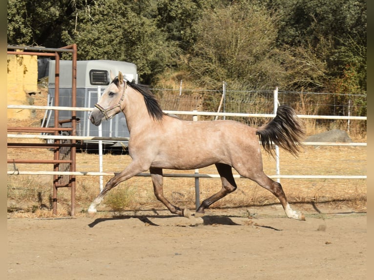 PRE Mix Hengst 2 Jaar 170 cm Schimmel in Sevilla