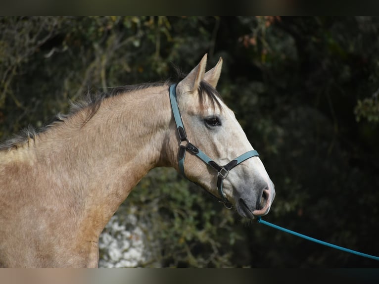 PRE Hengst 2 Jaar 170 cm Schimmel in Sevilla