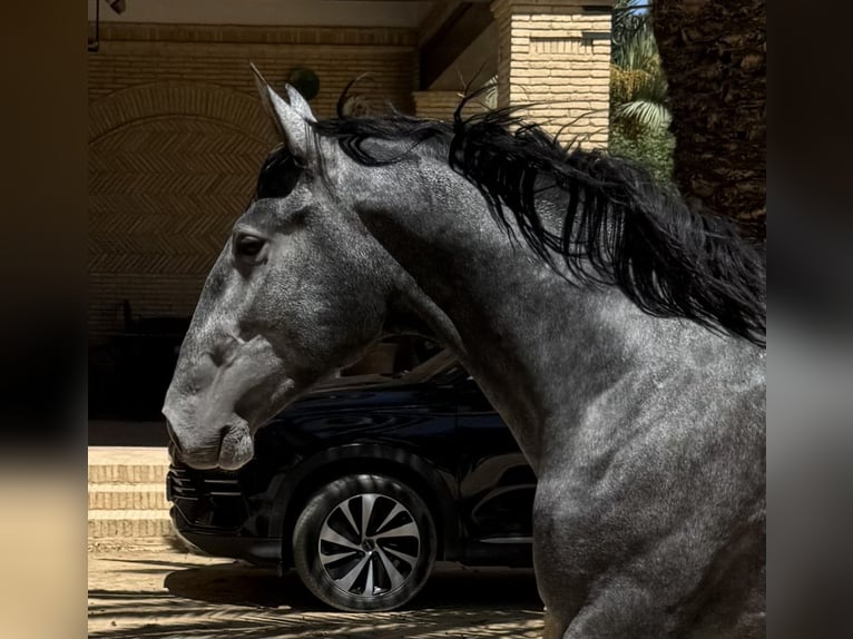 PRE Hengst 2 Jaar 170 cm Schimmel in Fuentes De Andalucia