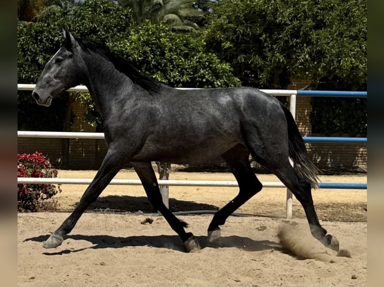 PRE Hengst 2 Jaar 170 cm Schimmel in Fuentes De Andalucia